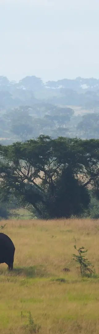 Morgenstimmung im Queen Elizabeth Nationalpark